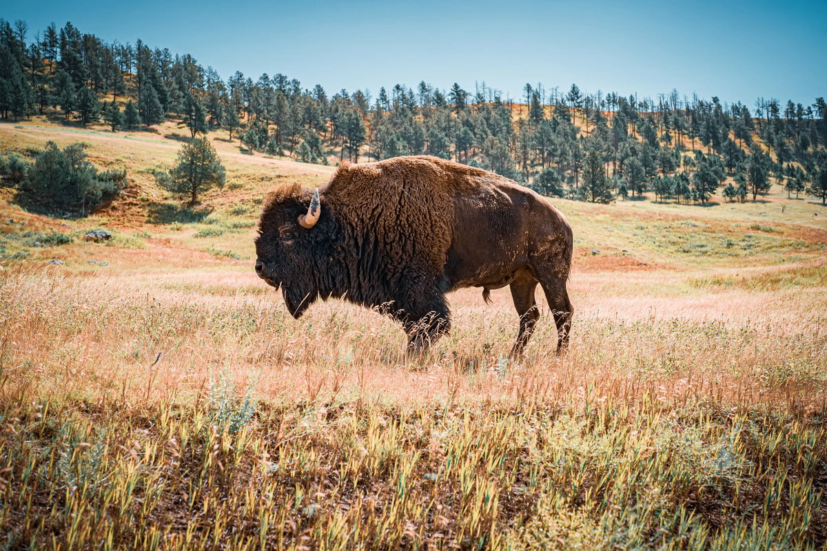Complete Bison